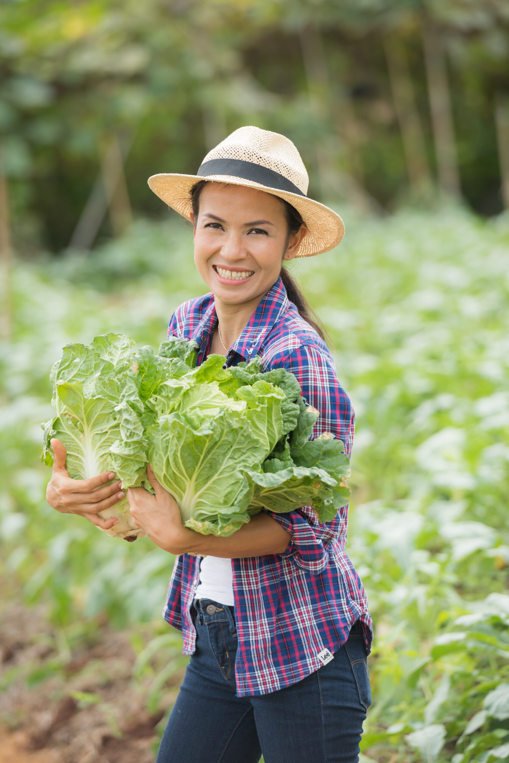 Farmers are working in Chinese cabbage farm