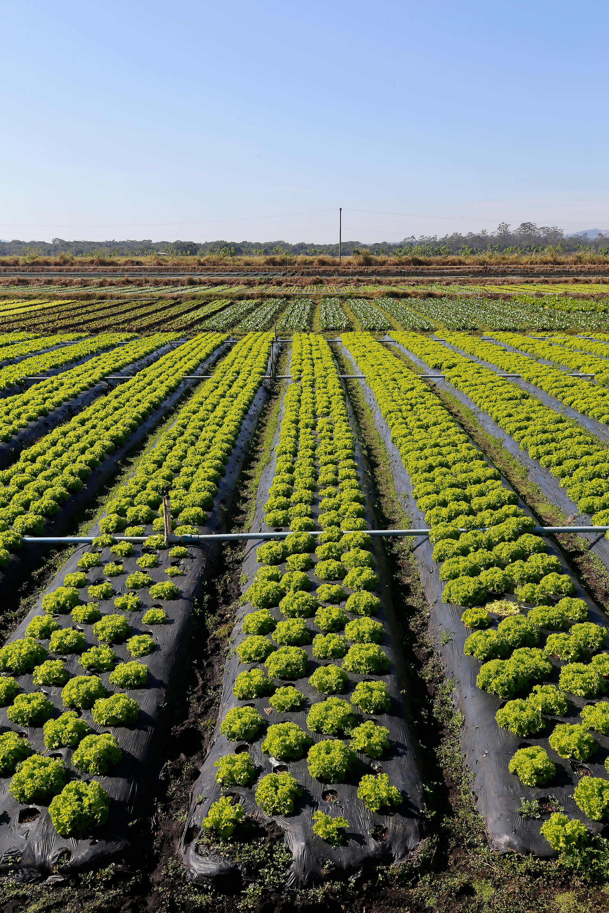 lettuce-plantation-overview_v2