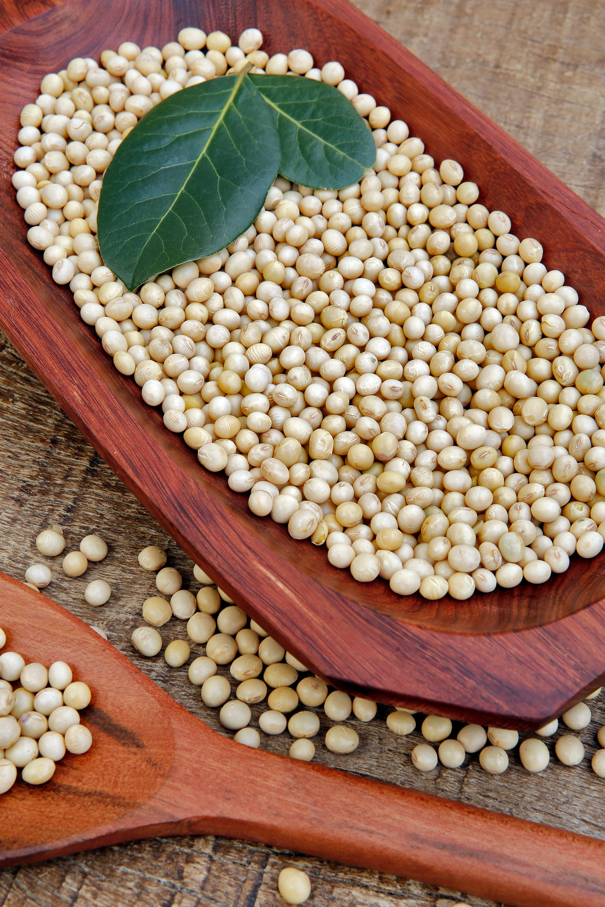 soya-beans-closeup-with-bay-leaves_v2