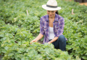 Seguro Agronegócios